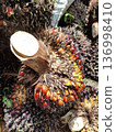 palm fruit   136998410