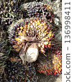 palm fruit   136998411