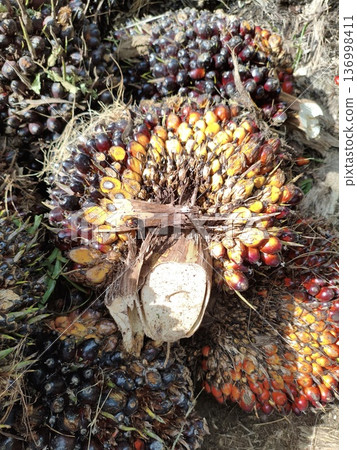 palm fruit   136998411