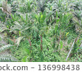 sago tree 136998438