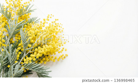 含羞草花束，白色背景，留白，國際婦女節，春季圖片 136998465