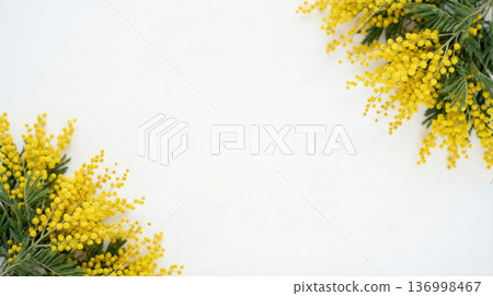 含羞草花束，白色背景，留白，國際婦女節，春季圖片 136998467