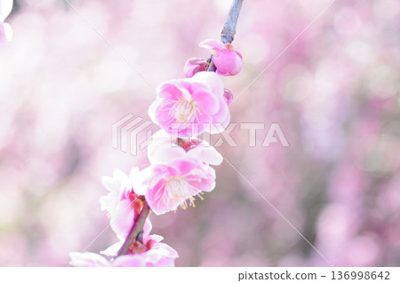 Plum blossoms telling the arrival of spring Plum blossoms telling the arrival of spring 136998642