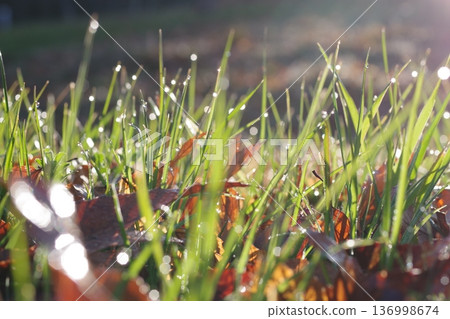 Weeds shining in morning dew Weeds shining in morning dew 136998674
