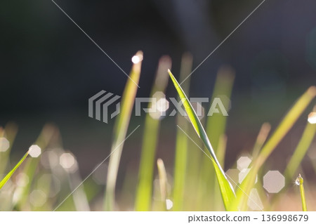 Wet wet by morning dew Wet wet by morning dew 136998679