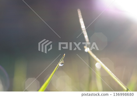 Grass with waterdrop Grass with waterdrop 136998680