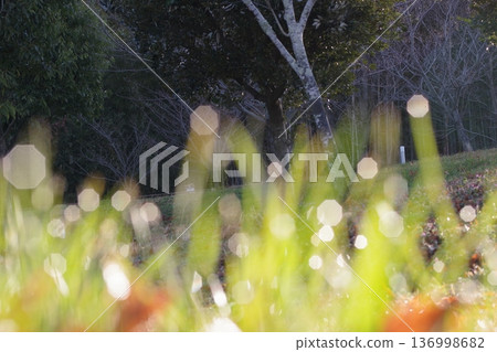 Morning dew and grass 136998682
