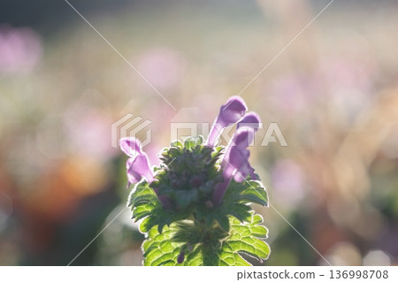Purple flowers that bloom in early spring Purple flowers that bloom in early spring 136998708