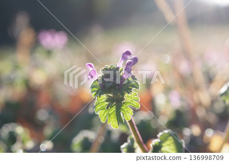 Lamium amplexicaule 136998709