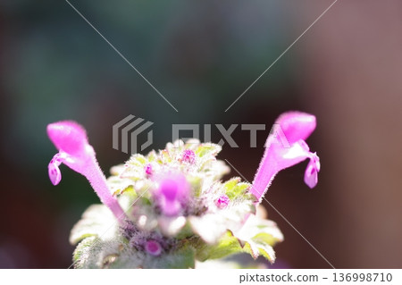 Small flowers Small flowers 136998710
