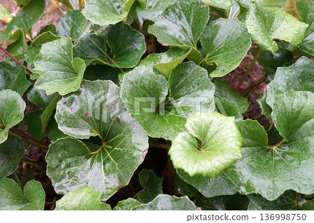 Leaves of Zwabuki wet with rain Leaves of Zwabuki wet with rain 136998750