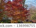 日本秋景：色彩繽紛的楓葉與蔚藍的天空 136998755