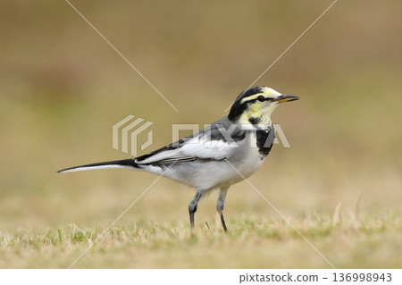 White wagtail (young bird) walking in the park 136998943