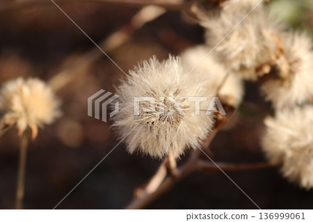 Japanese silverleaf seeds shining in the winter morning sunlight Japanese silverleaf seeds shining in the winter morning sunlight 136999061