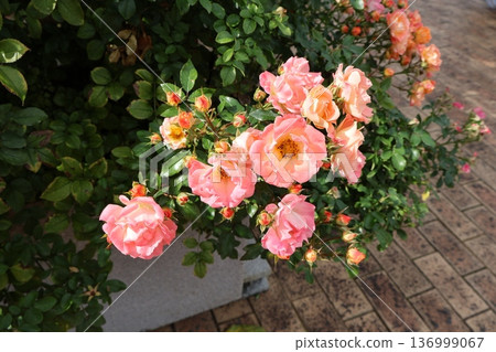 Blooming peach drift and shining leaves Blooming peach drift and shining leaves 136999067