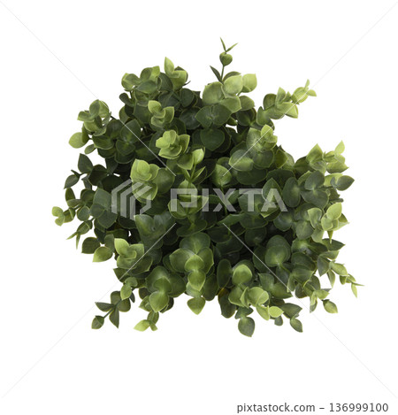 the leaves of a plant seen from above 136999100