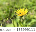 蒲公英花和一隻正在吸食花蜜的蒼蠅 136999111