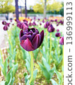 紫色鬱金香特寫 136999113