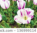 花田中盛開的鬱金香特寫 136999114