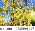 沐浴在陽光下的連翹花 136999117
