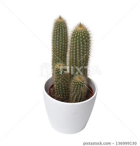 A succulent plant with thorns 136999130
