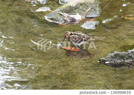 Common snipe hunting in the river Common snipe hunting in the river 136999639