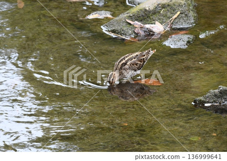 Common snipe hunting in the river Common snipe hunting in the river 136999641