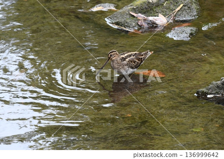 Common snipe hunting in the river 136999642