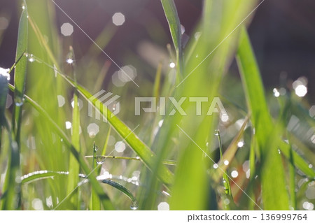 Wet wet by morning dew 136999764