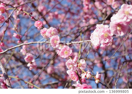 Plum blossoms telling the arrival of spring Plum blossoms telling the arrival of spring 136999805