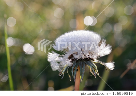 Dandelion's fluff 136999819
