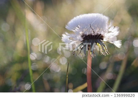 Dandelion's fluff 136999820