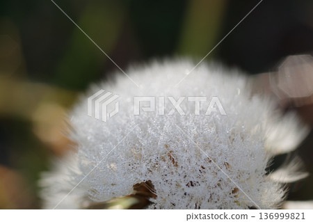 Fluffy dandelions 136999821
