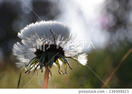 White dandelion fluff White dandelion fluff 136999823