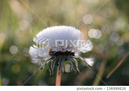 Dandelion fluff bathed in the spring sunshine 136999826