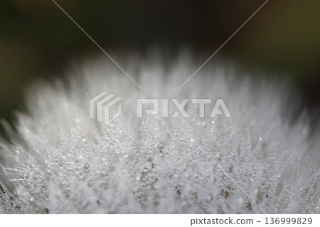 Fluffy dandelion fluff 136999829