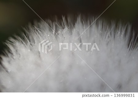 Fluffy dandelion fluff macro Fluffy dandelion fluff macro 136999831