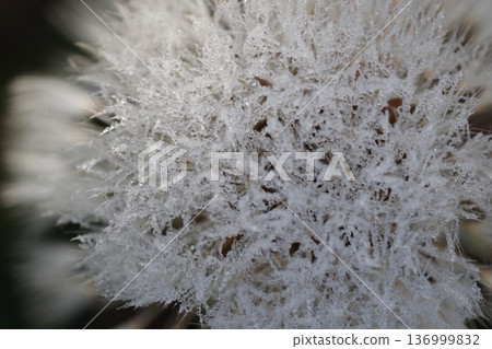 Dandelion's fluff Dandelion's fluff 136999832