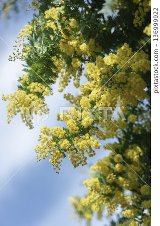 藍天下盛開的含羞草花。春天黃色花朵的特寫。 136999922
