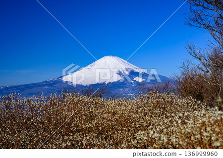 從橋嶽山頂眺望富士山。 從橋嶽山頂眺望富士山。 136999960