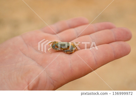 A small crab on a human palm 136999972