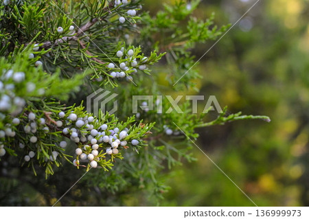 Juniper branch with pale blue berries close-up Juniper branch with pale blue berries close-up 136999973