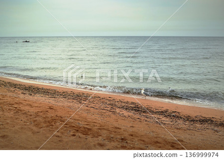 The seashore evening seagulls. Background screensaver cover. 136999974