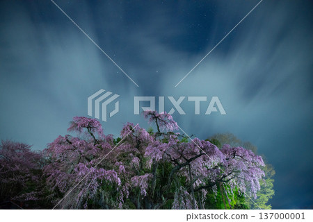 紅垂枝地藏櫻花樹,福島縣郡山市 紅垂枝地藏櫻花樹,福島縣郡山市 137000001