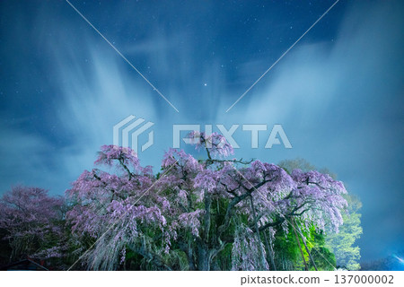 紅垂枝地藏櫻花樹，福島縣郡山市 137000002