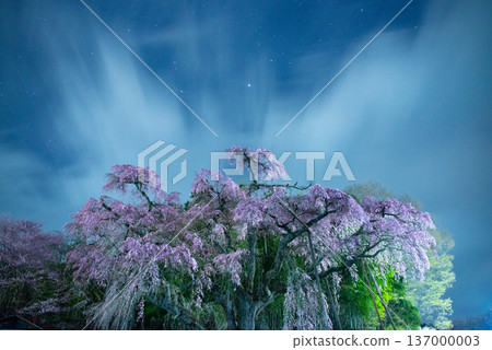 紅垂枝地藏櫻花樹，福島縣郡山市 137000003