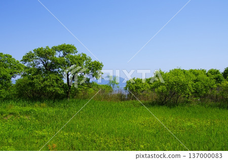 滋賀縣：湖畔草原景色，綠意盎然，藍天白雲 137000083