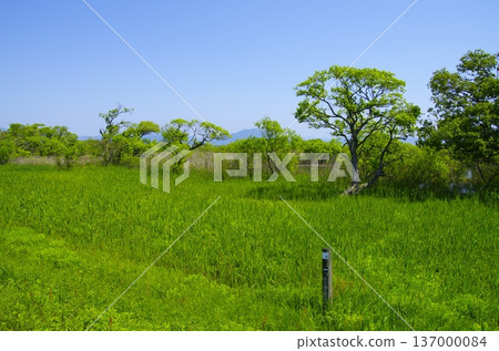 滋賀縣：湖畔草原景色，綠意盎然，藍天白雲 137000084