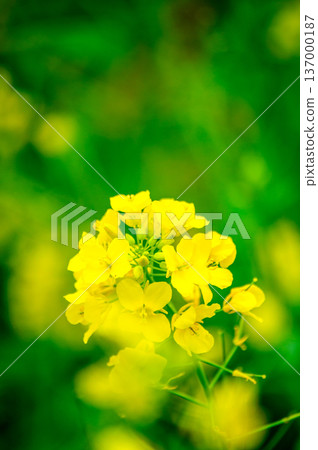 強姦花朵告訴春天 強姦花朵告訴春天 137000187