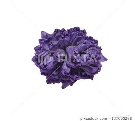 Hyacinthus orientalis purple flower head isolated background. Dense hyacinth inflorescence minimal composition. Spring botanical floral decoration concept.. Hyacinthus orientalis purple flower head isolated background. Dense hyacinth inflorescence minimal composition. Spring botanical floral decoration concept.. 137000288